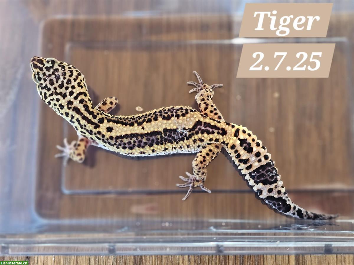 Bild 4: Junge Leopardgecko Weibchen suchen ein schönes Zuhause