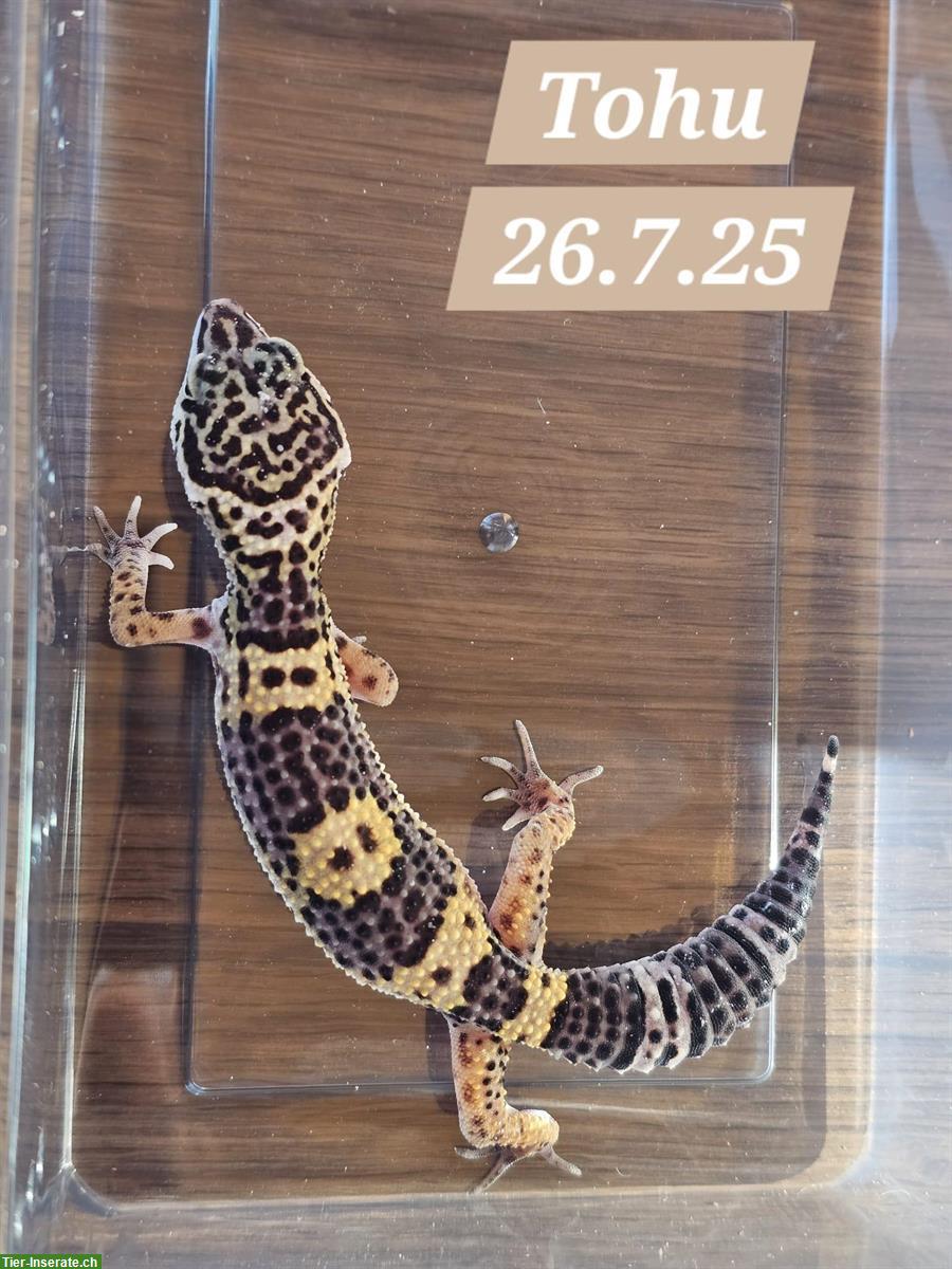 Bild 6: Junge Leopardgecko Weibchen suchen ein schönes Zuhause