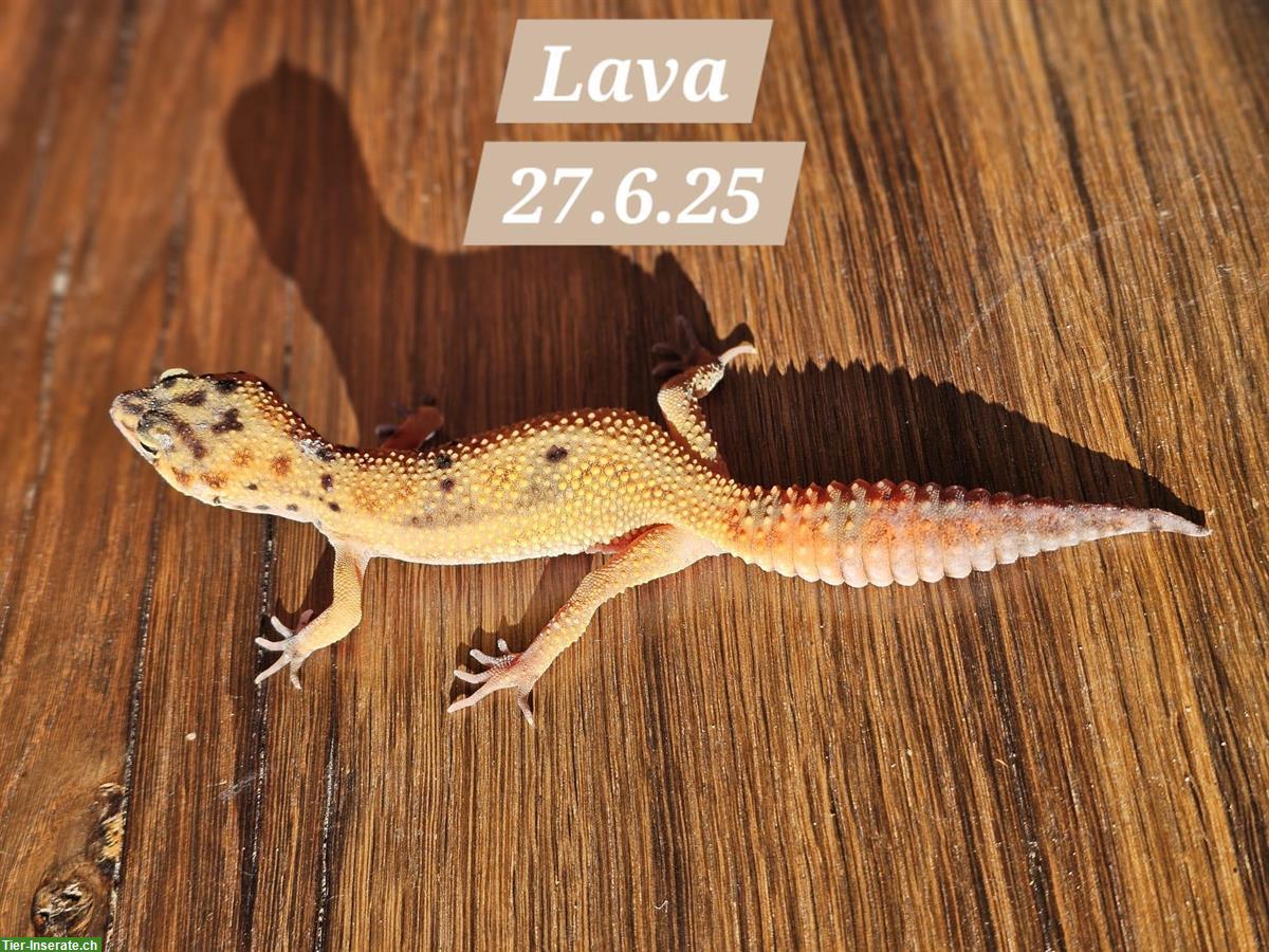 Bild 7: Junge Leopardgecko Weibchen suchen ein schönes Zuhause
