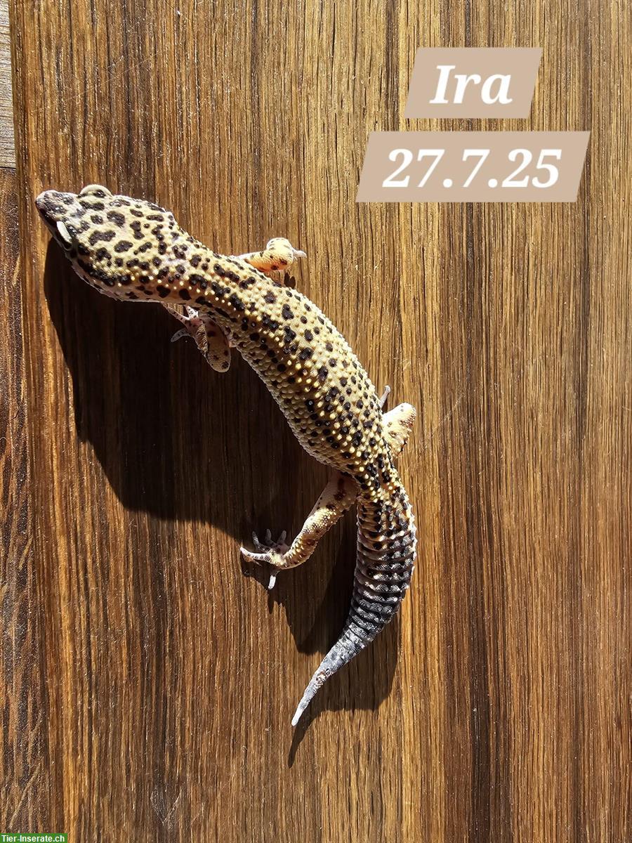 Bild 8: Junge Leopardgecko Weibchen suchen ein schönes Zuhause