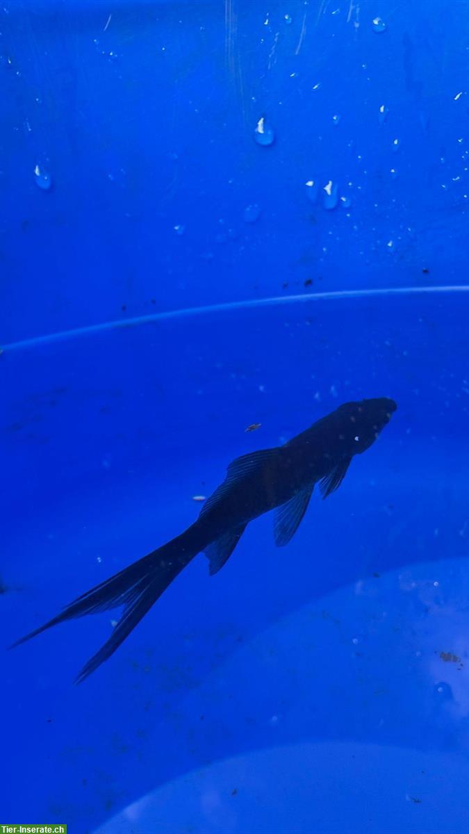 Schwarze Butterfly-Koi Fische (Teichfische) zu verkaufen