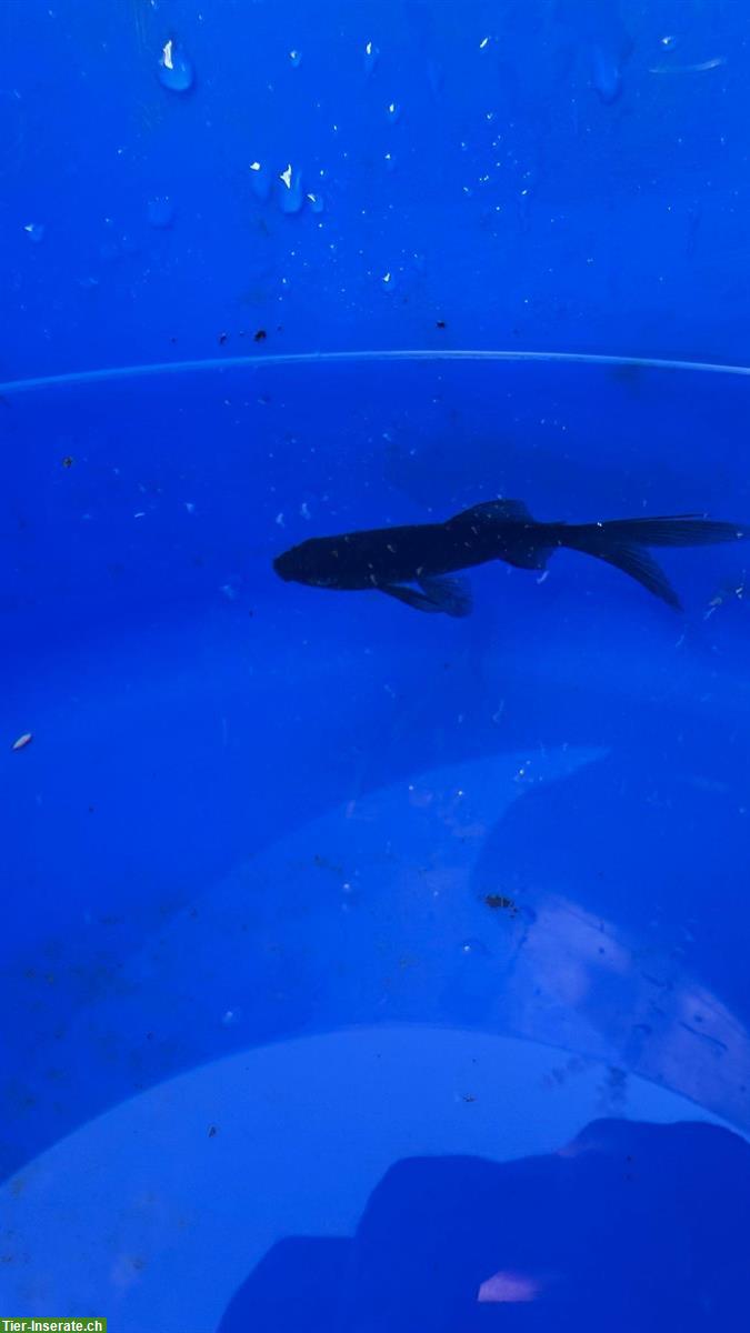 Bild 2: Schwarze Butterfly-Koi Fische (Teichfische) zu verkaufen