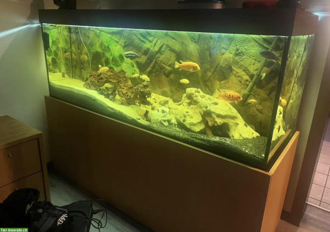 Juwel Aquarium, 400L, mit Fische und Zubehör