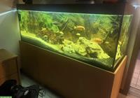 Juwel Aquarium, 400L, mit Fische und Zubehör