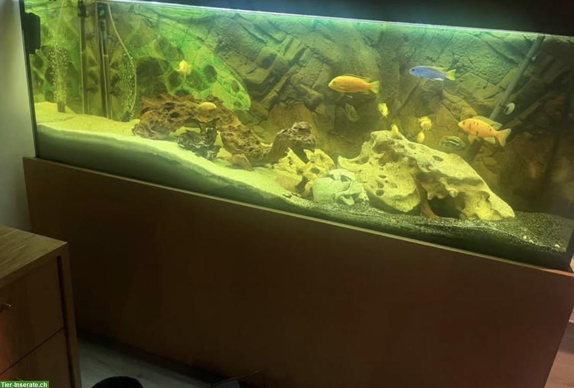 Bild 2: Juwel Aquarium, 400L, mit Fische und Zubehör