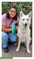 Praktikumsstelle FBA Tierbetreuung GESUCHT im Kanton Zürich