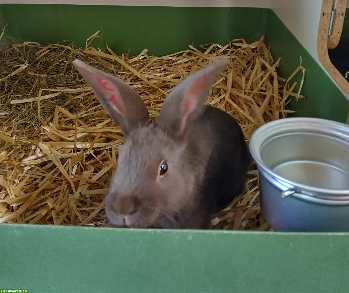 Junge Kaninchen zu verkaufen