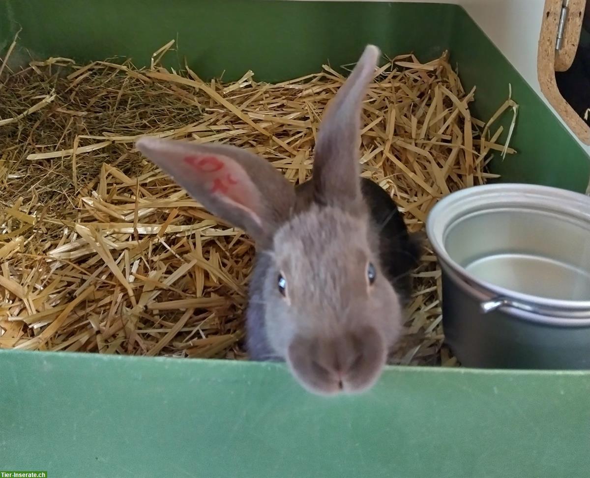 Bild 2: Junge Kaninchen zu verkaufen
