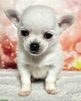 Wunderschöne Pomchi Hundebabys | Chihuahua x Zwergspitz