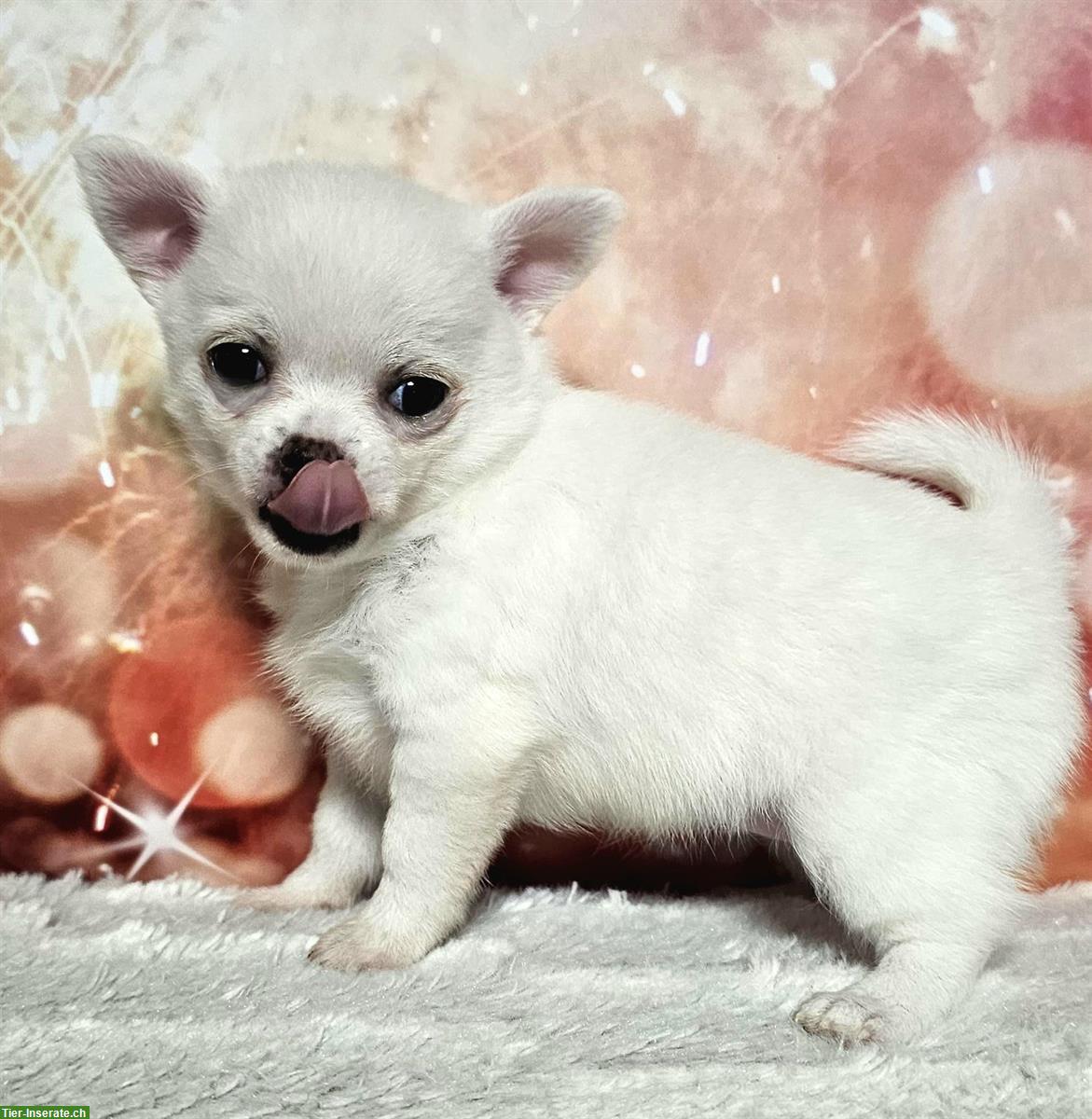 Bild 2: Wunderschöne Pomchi Hundebabys | Chihuahua x Zwergspitz