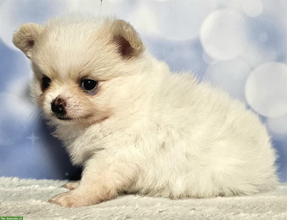 Bild 3: Wunderschöne Pomchi Hundebabys | Chihuahua x Zwergspitz