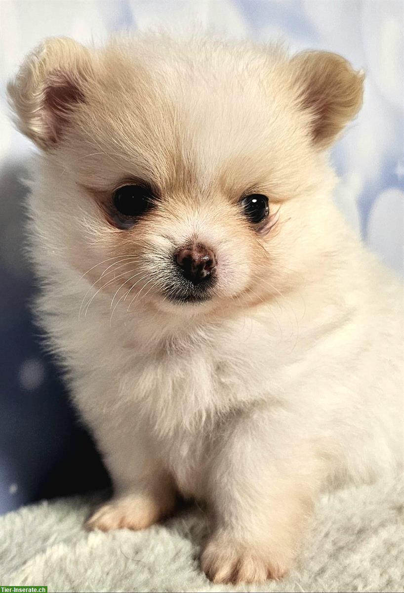 Bild 4: Wunderschöne Pomchi Hundebabys | Chihuahua x Zwergspitz