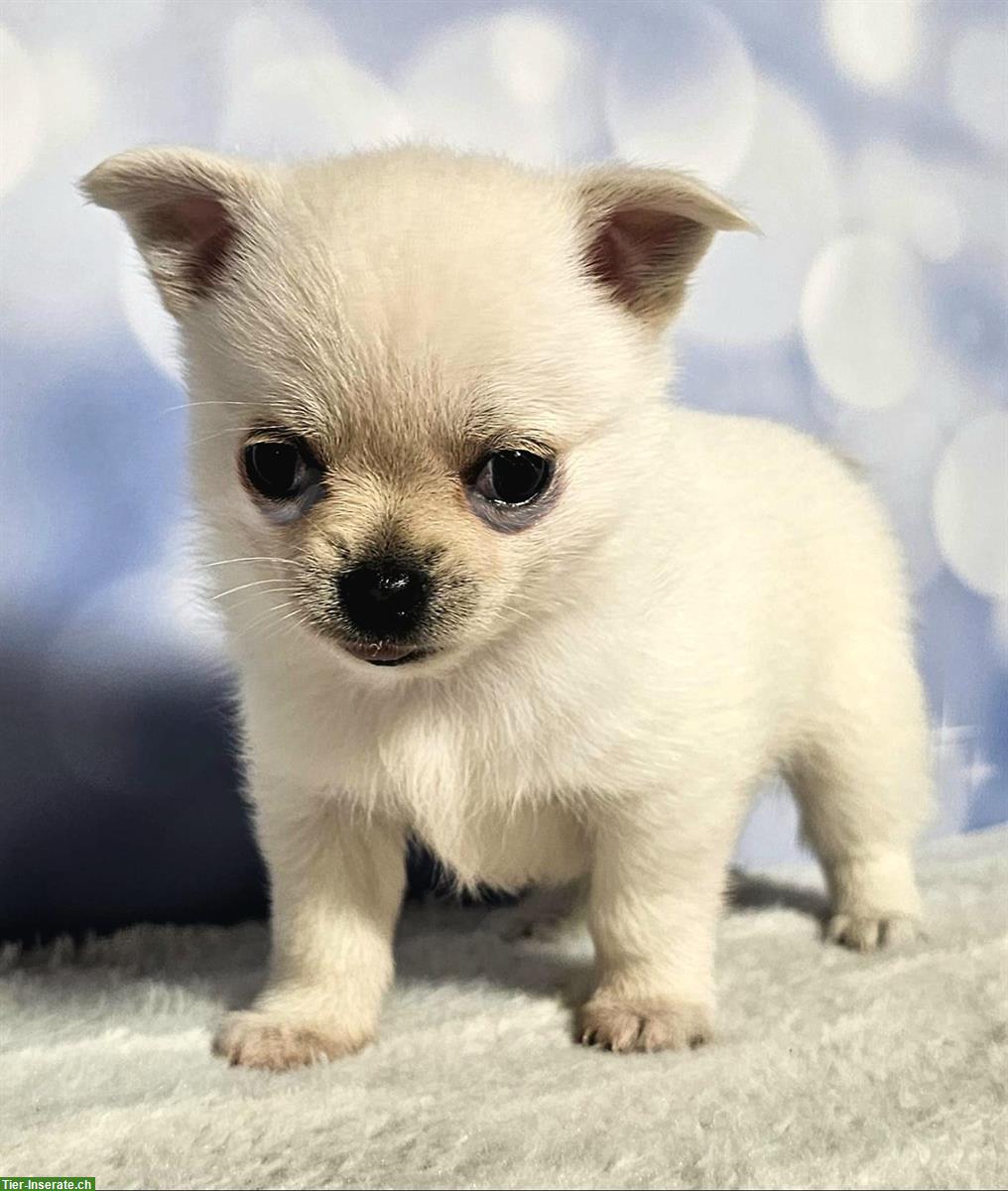Bild 5: Wunderschöne Pomchi Hundebabys | Chihuahua x Zwergspitz