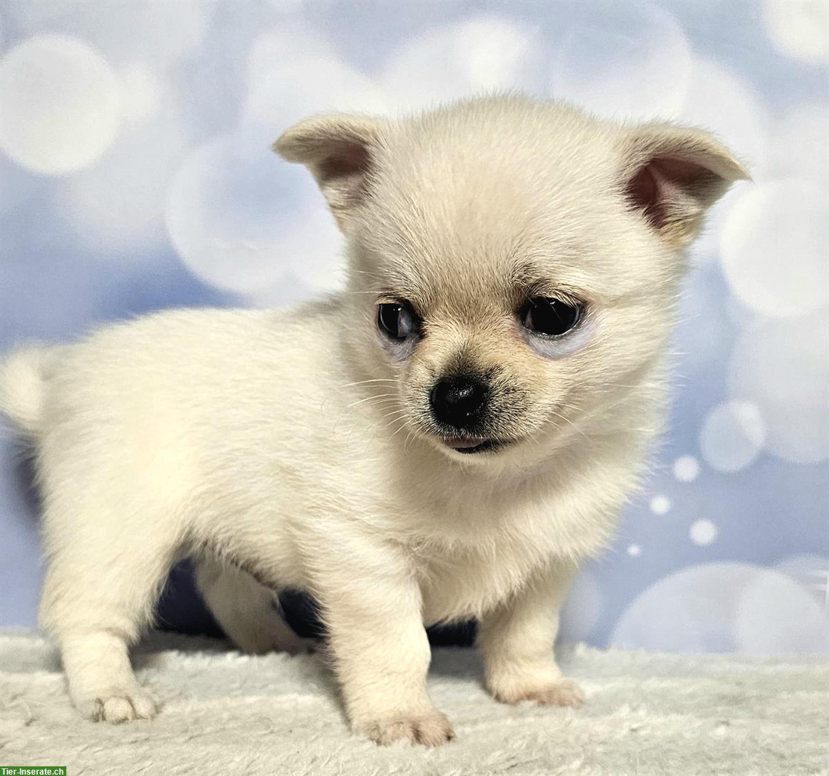 Bild 6: Wunderschöne Pomchi Hundebabys | Chihuahua x Zwergspitz
