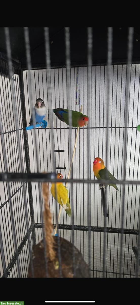 Bild 3: Junge Agapornis Papageien zu verkaufen