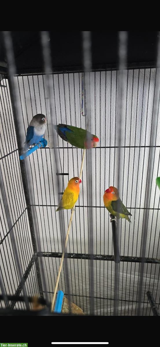 Bild 4: Junge Agapornis Papageien zu verkaufen