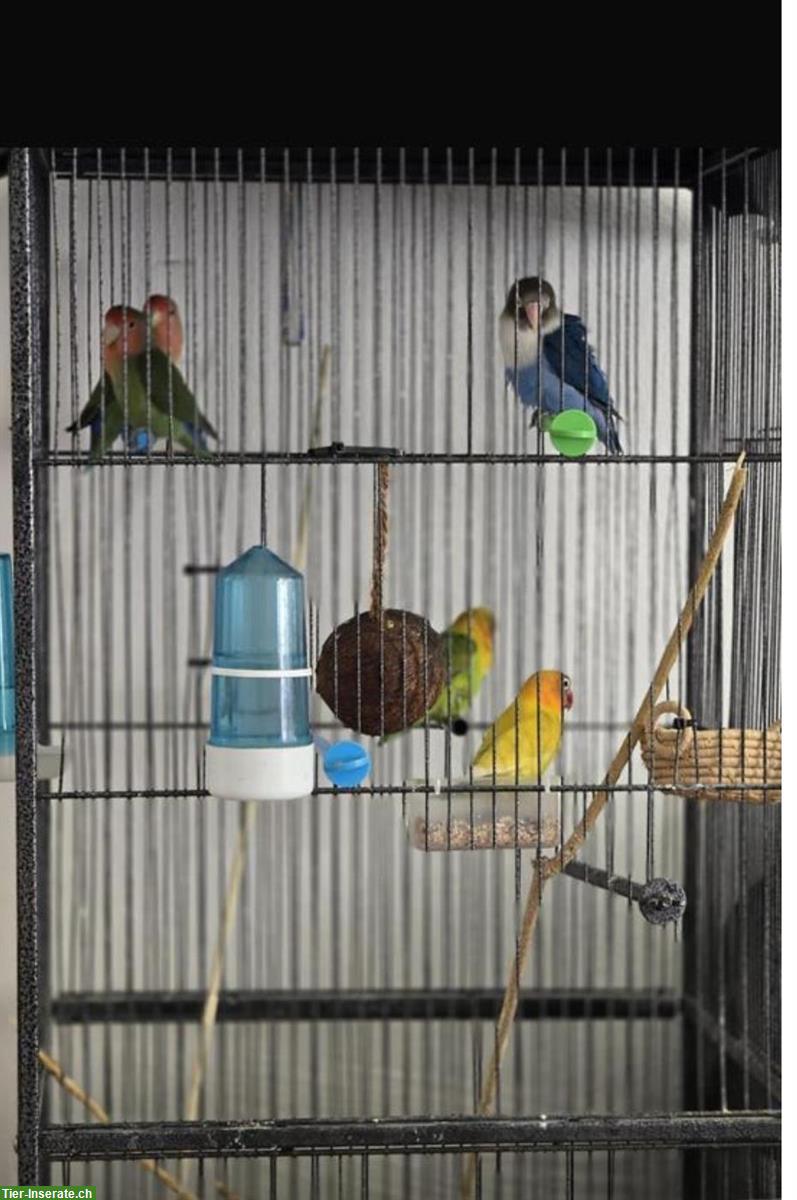 Bild 7: Junge Agapornis Papageien zu verkaufen