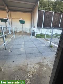 Auslaufboxe für 1 Pferd zu vergeben in Münsingen BE