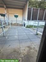 Auslaufboxe für 1 Pferd zu vergeben in Münsingen BE