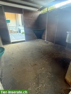 Bild 2: Auslaufboxe für 1 Pferd zu vergeben in Münsingen BE