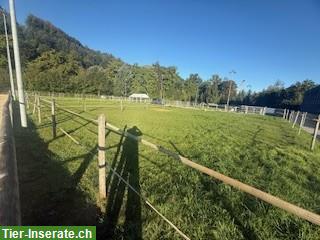 Bild 3: Auslaufboxe für 1 Pferd zu vergeben in Münsingen BE