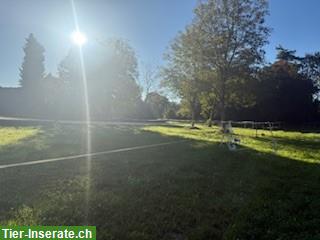 Bild 4: Auslaufboxe für 1 Pferd zu vergeben in Münsingen BE