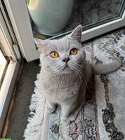 Deckkater BKH in Lilac Fawn