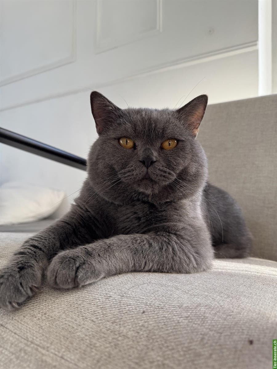 Deckkater BKH in der Farbe Blue