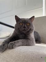 Deckkater BKH in der Farbe Blue