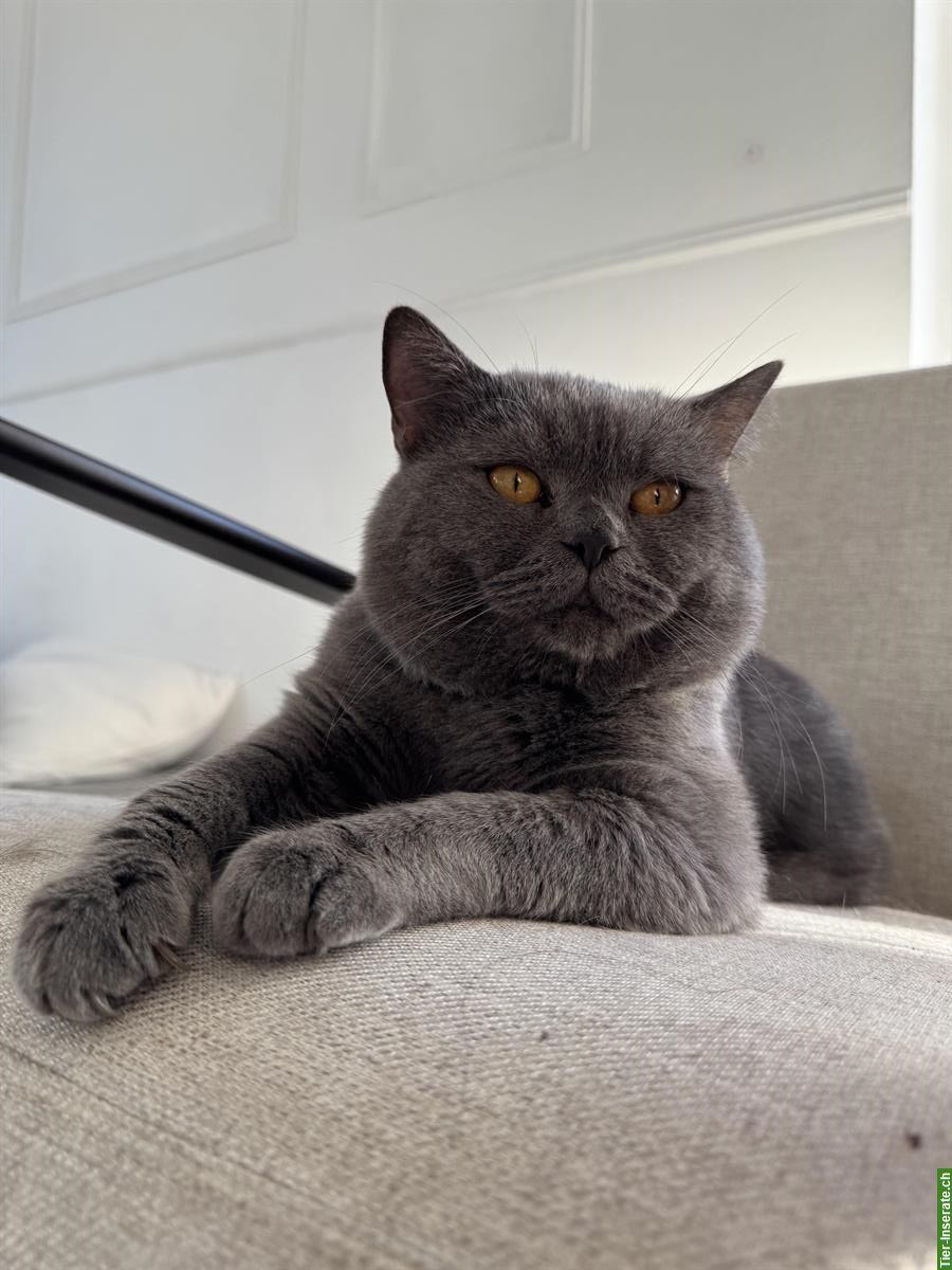 Bild 2: Deckkater BKH in der Farbe Blue