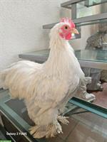 Coqs Pekin, Zwerg-Cochin Hähne