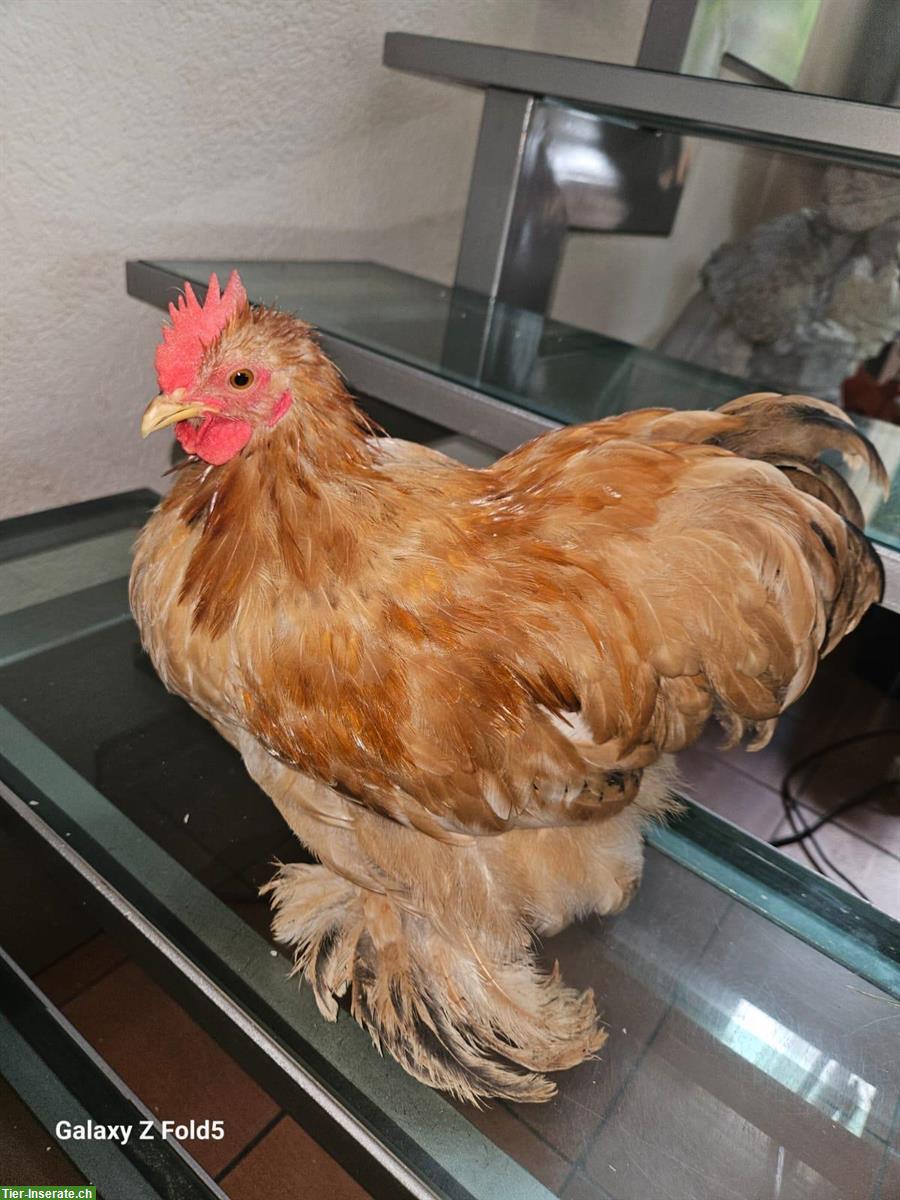 Bild 2: Coqs Pekin, Zwerg-Cochin Hähne