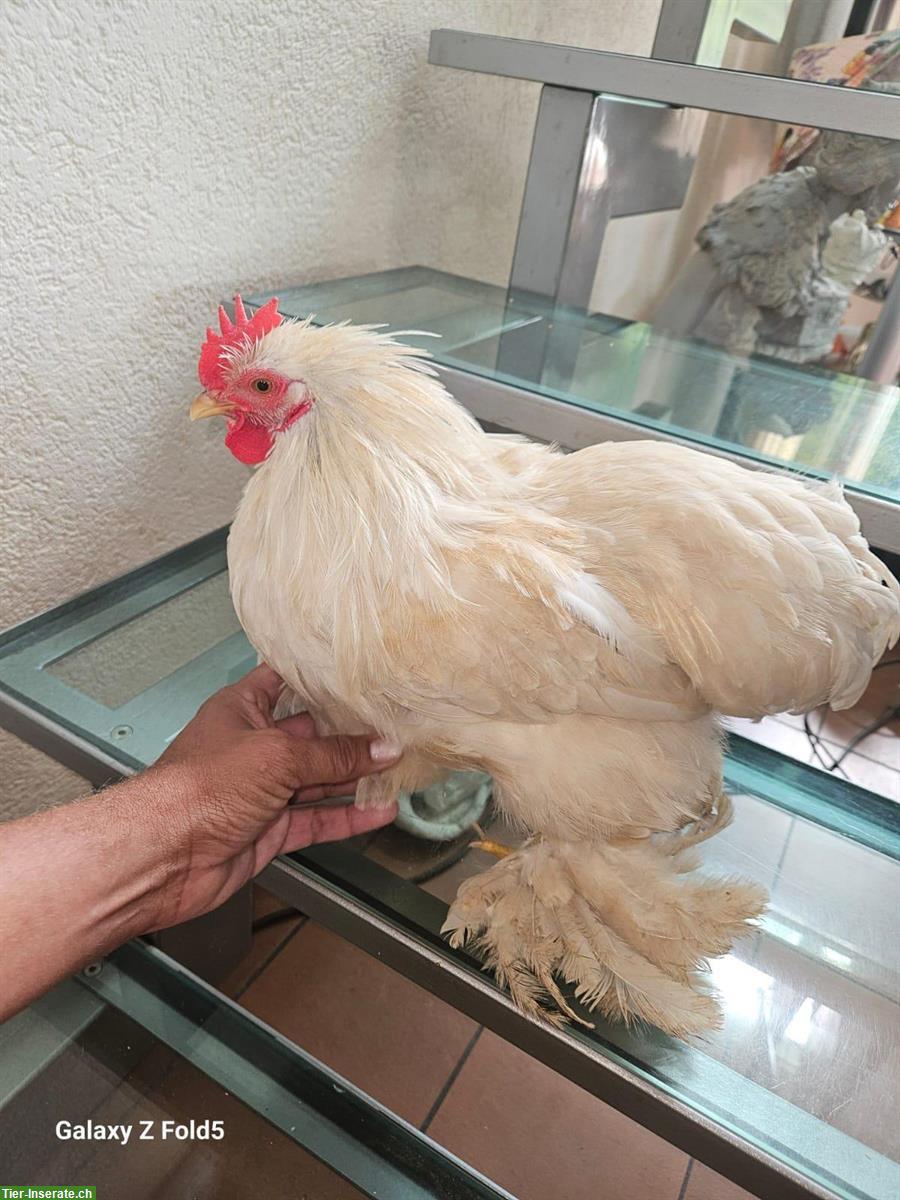 Bild 3: Coqs Pekin, Zwerg-Cochin Hähne