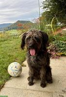 Hündin Luna 1-jährig aus der Schweiz sucht Lebensgefährte/in