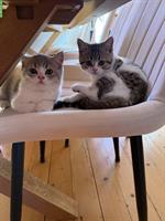 2 BKH Kitten suchen liebes Zuhause