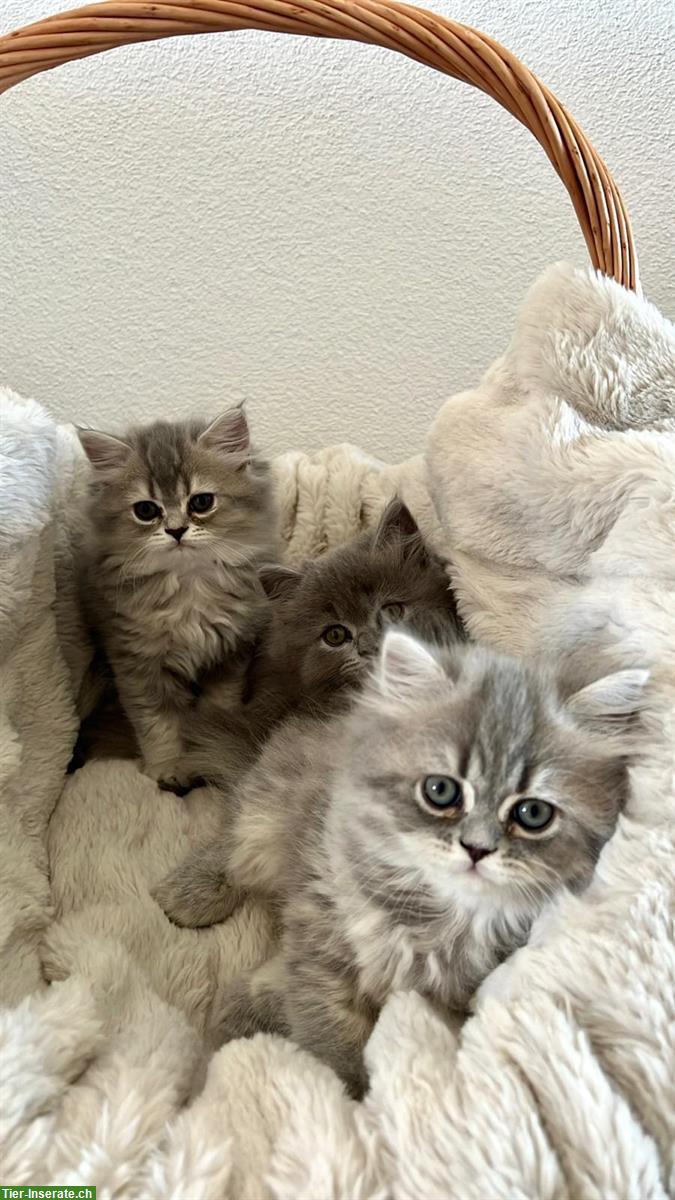 Britisch Langhaar Kitten zu verkaufen
