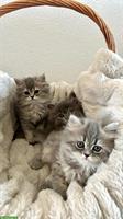Britisch Langhaar Kitten zu verkaufen