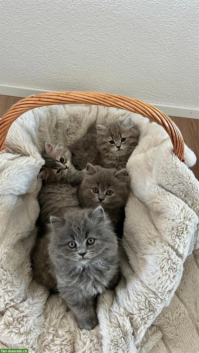 Bild 2: Britisch Langhaar Kitten zu verkaufen