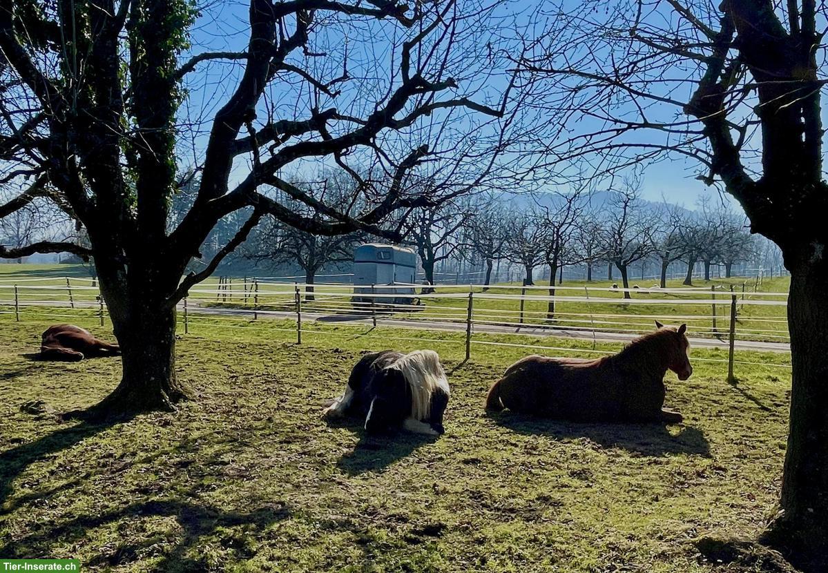 Bild 10: 1-2 Offenstallplätze frei in Lampenberg BL