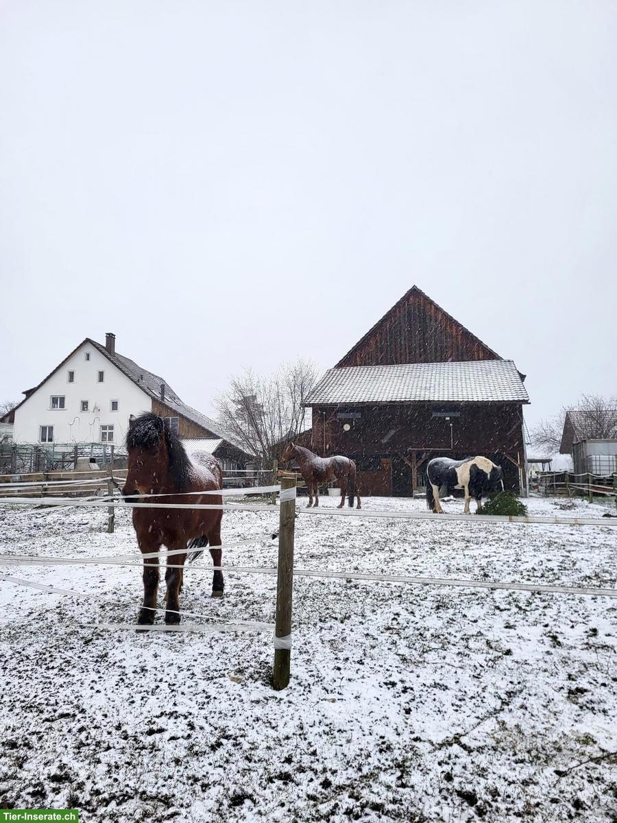 Bild 8: 1-2 Offenstallplätze frei in Lampenberg BL