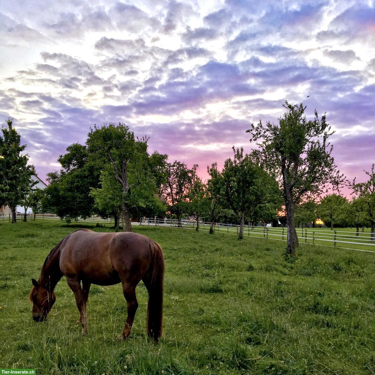 Bild 9: 1-2 Offenstallplätze frei in Lampenberg BL