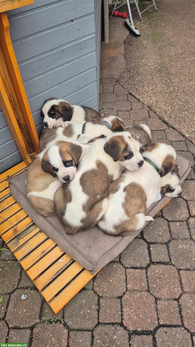 Bild 5: Reinrassige Bernhardiner Welpen suchen liebes Zuhause 🏠