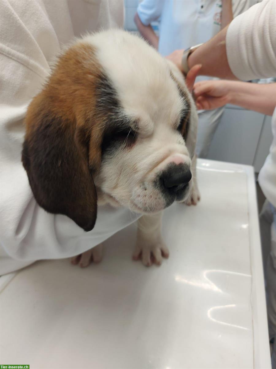 Bild 6: Reinrassige Bernhardiner Welpen suchen liebes Zuhause 🏠