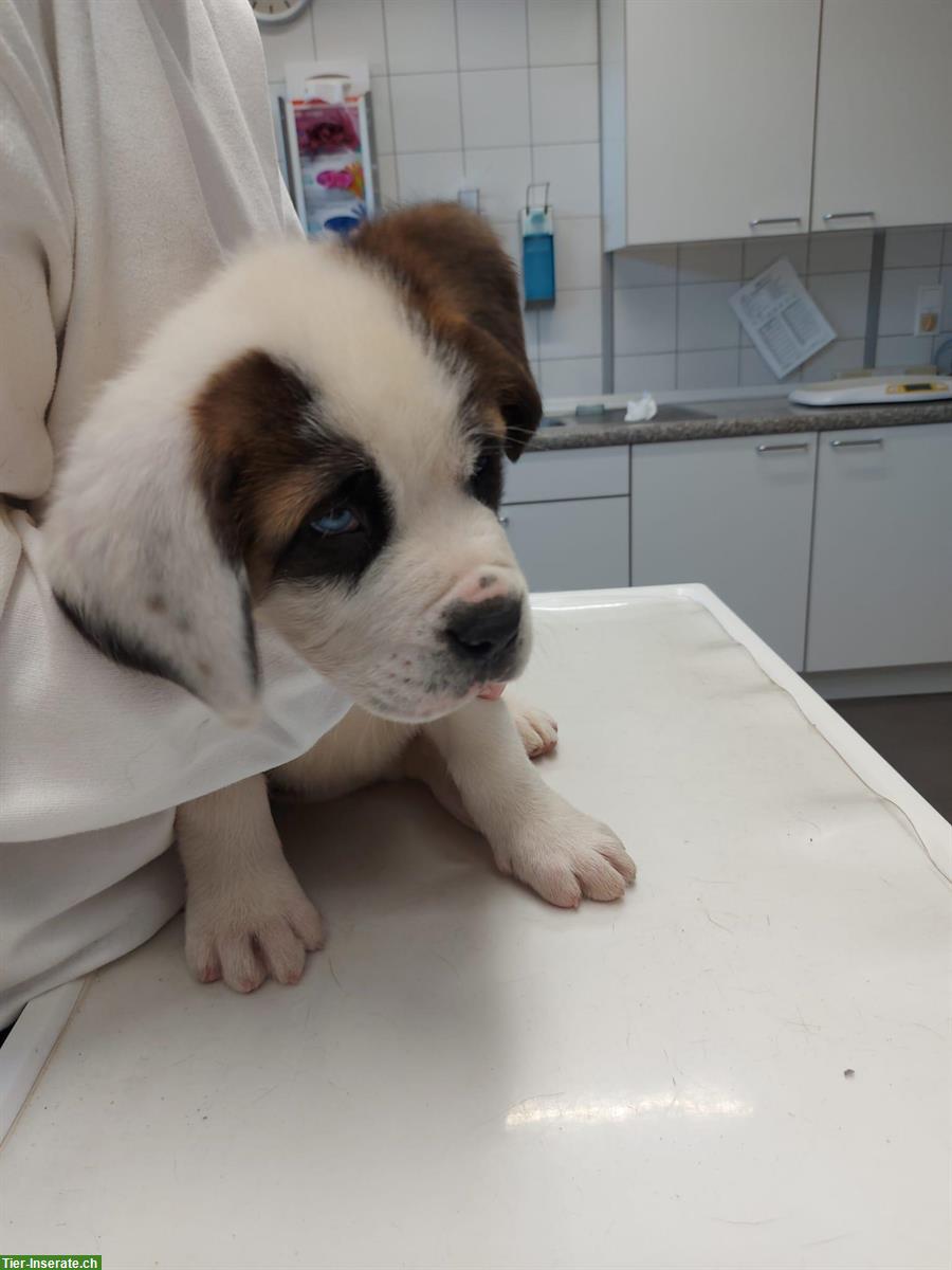 Bild 7: Reinrassige Bernhardiner Welpen suchen liebes Zuhause 🏠