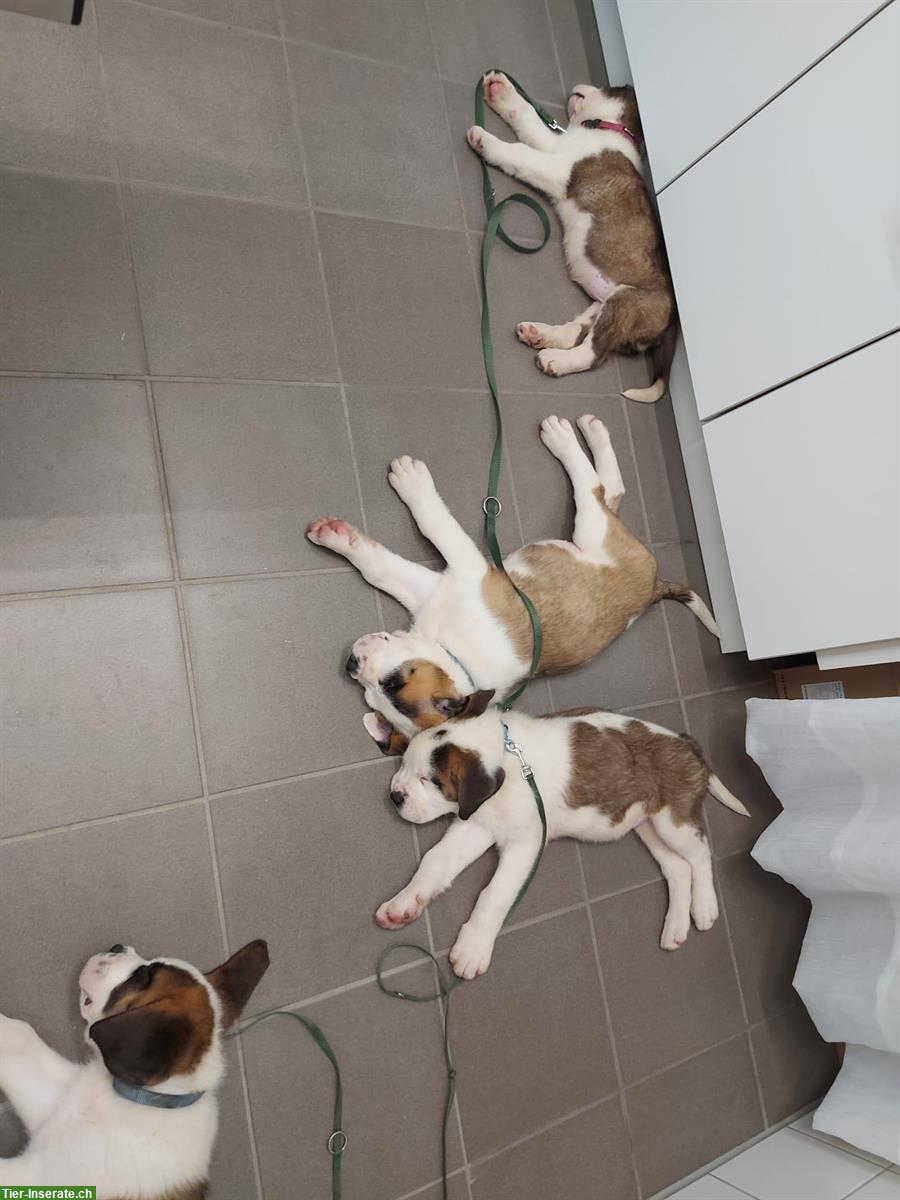 Bild 8: Reinrassige Bernhardiner Welpen suchen liebes Zuhause 🏠