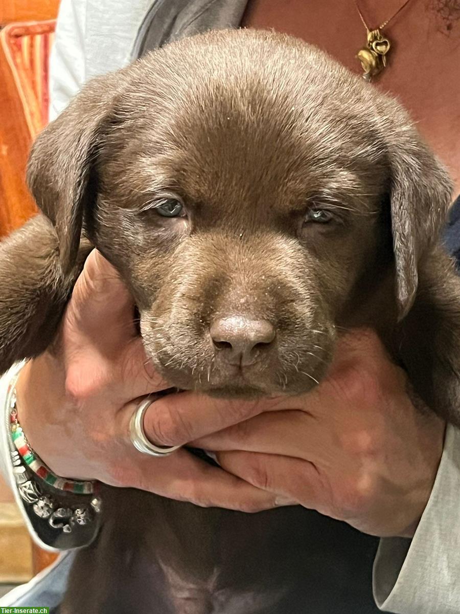4 süsse reinrassige Labrador Welpen (Rüden) zu vergeben