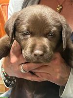 4 süsse reinrassige Labrador Welpen (Rüden) zu vergeben