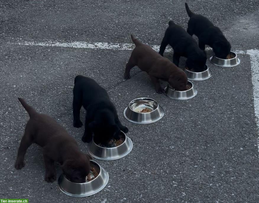 Bild 3: 4 süsse reinrassige Labrador Welpen (Rüden) zu vergeben
