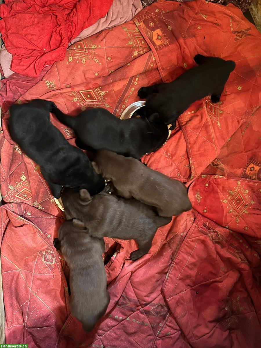 Bild 4: 4 süsse reinrassige Labrador Welpen (Rüden) zu vergeben