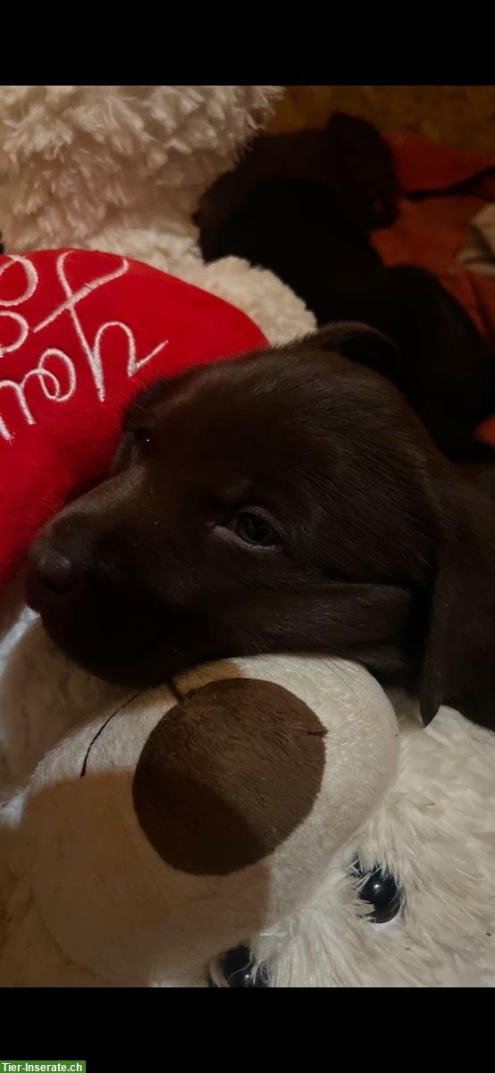 Bild 5: 4 süsse reinrassige Labrador Welpen (Rüden) zu vergeben